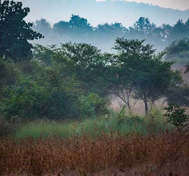 Protectors of Forests