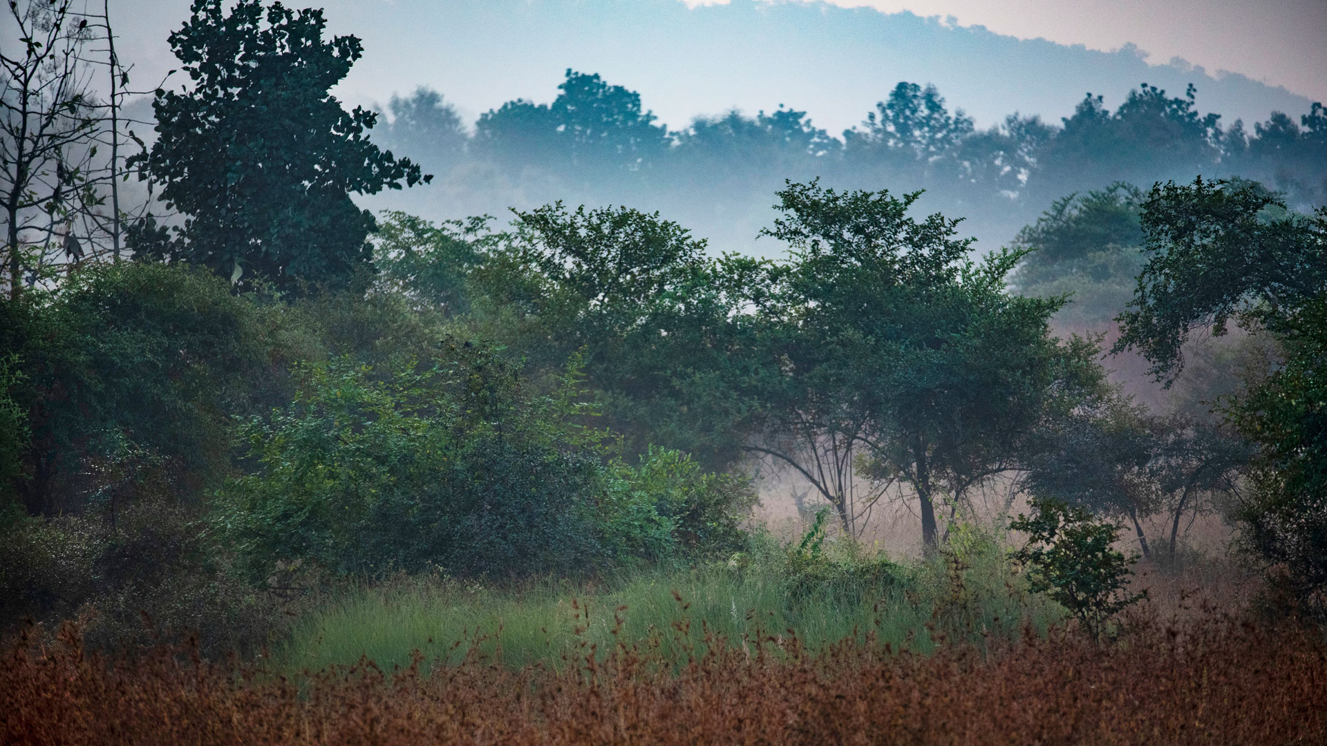 Biodiversity and the protection of forests at Tata group